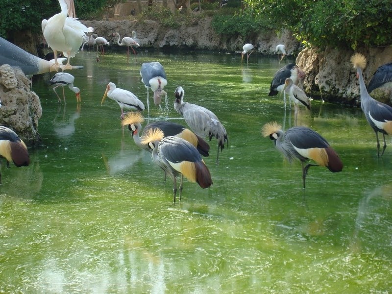پرندگان متنوع و زیبای پارک در حال آب خوردن.
